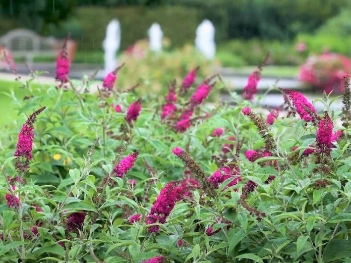 trójkolorowa Budleja Dawida Tricolot